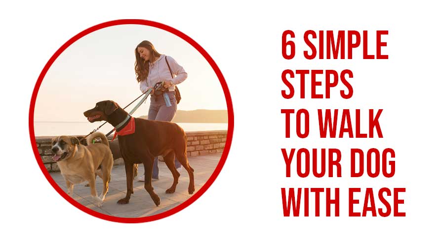 6-Simple-Steps-To-Walk-Your-Dog-With-Ease