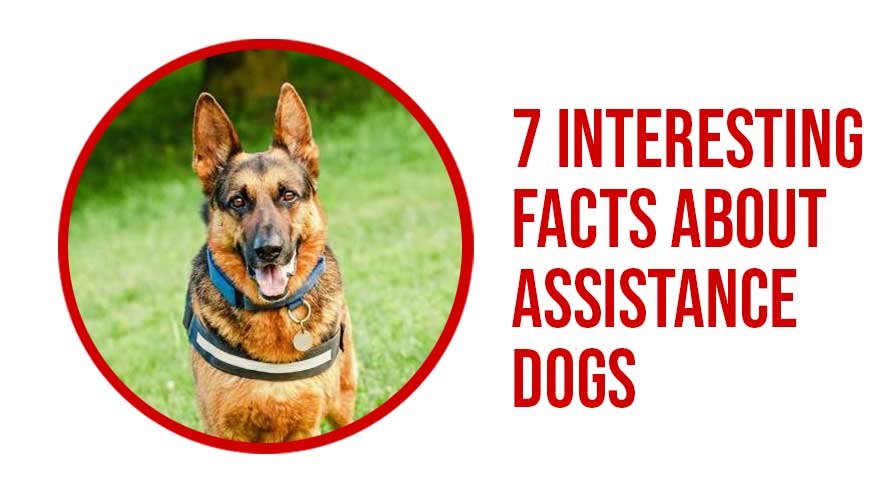 Assistance-Dogs buckaroos 360