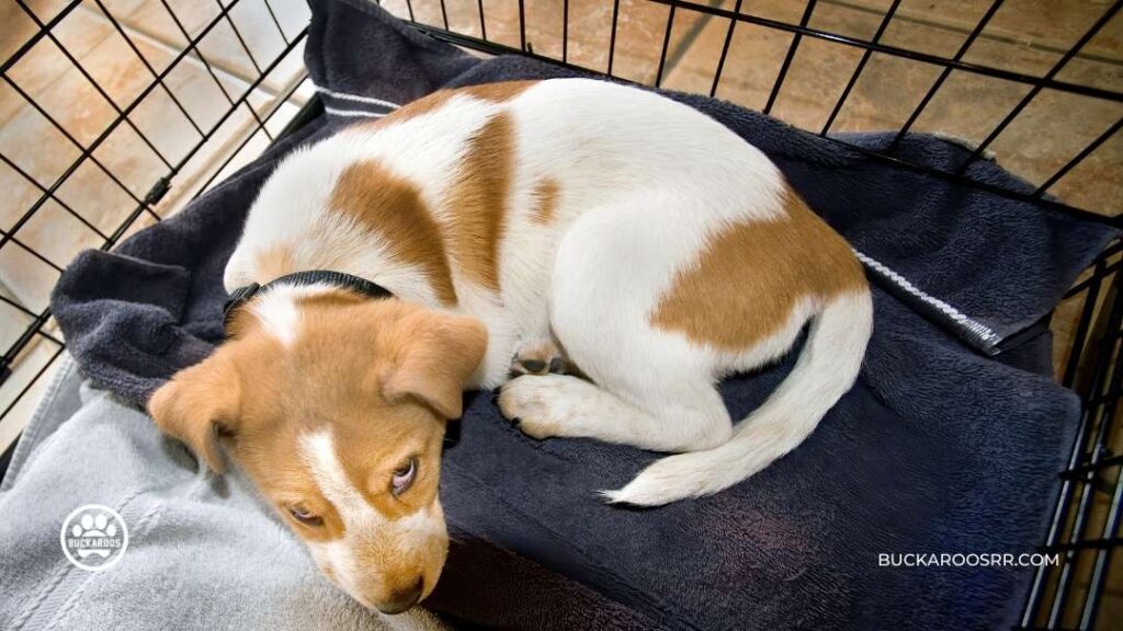 Importance of Crate Training your Dog 2 Importance of Crate Training your Dog