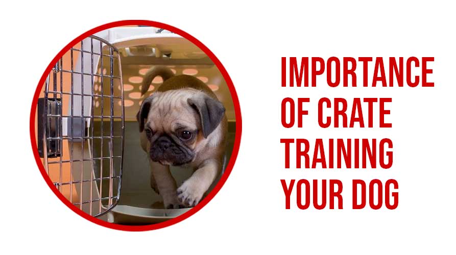 Importance of Crate Training your Dog