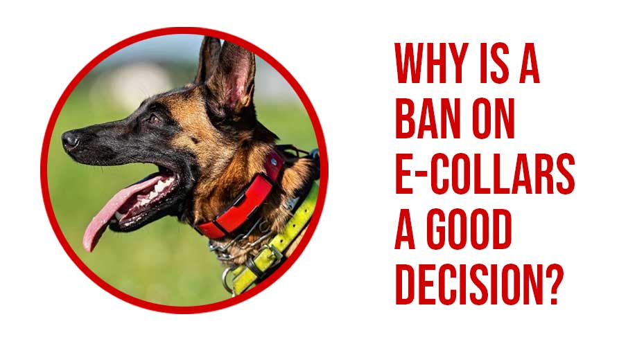 ban on e-collars