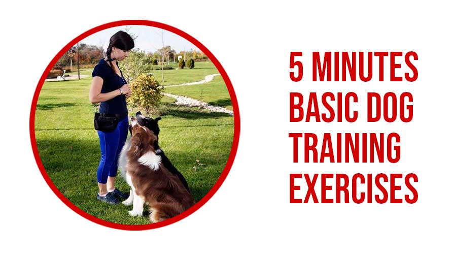 5 MINUTES BASIC DOG TRAINING EXERCISES