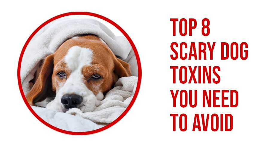 Top 8 Scary Dog Toxins You Need To Avoid