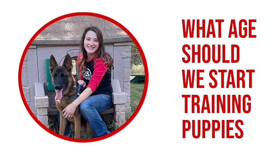 What-Age-Should-We-Start-Training-Puppies