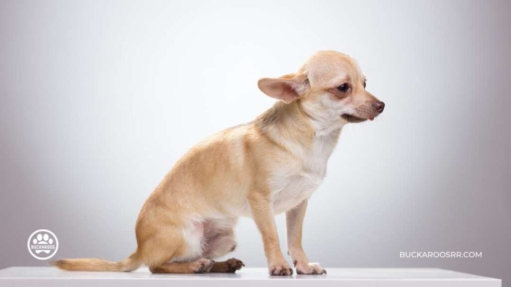 What Is Your Dog Communicating With You? 2 What Is Your Dog Communicating With