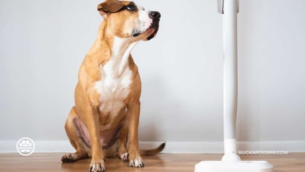 What Is Your Dog Communicating With You? 3 What Is Your Dog Communicating With
