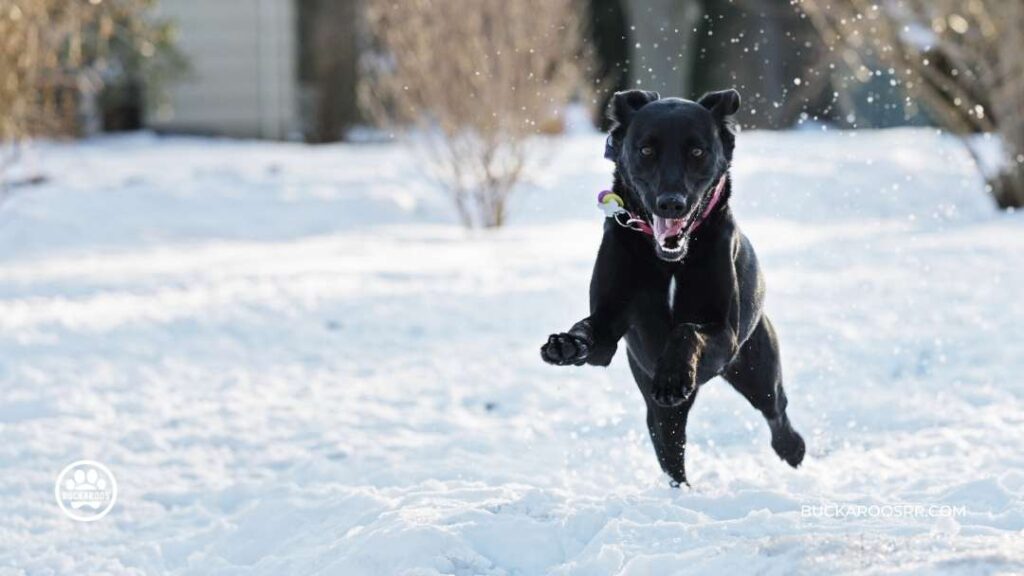 What Is Your Dog Communicating With You? 4 What Is Your Dog Communicating With