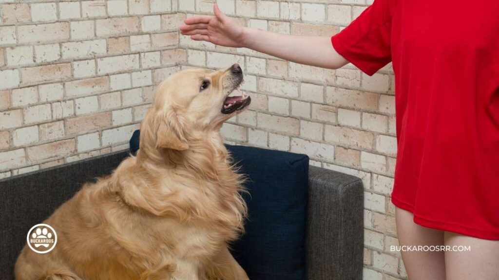 What Is Your Dog Communicating With You? 5 What Is Your Dog Communicating With