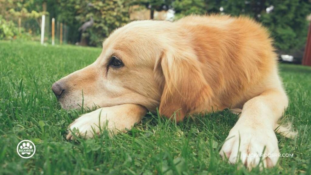 What Is Your Dog Communicating With You? 6 What Is Your Dog Communicating With