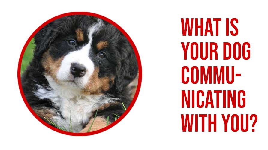 What Is Your Dog Communicating With You