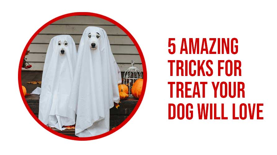 5 Amazing Tricks For Treat Your Dog Will Love