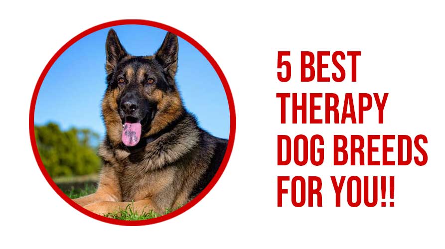 5 Best Therapy Dog Breeds For You!!
