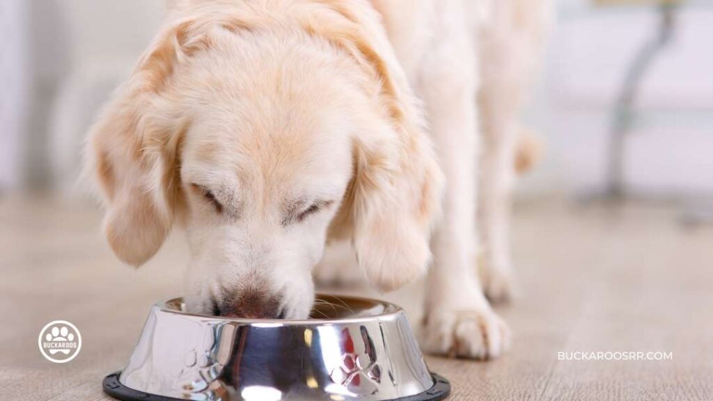 Why You Should Consider a Feeding Schedule For Your Dog 8 Feeding Schedule For Your Dog