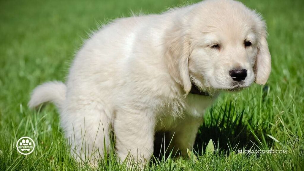 Why You Should Consider a Feeding Schedule For Your Dog 2 Feeding Schedule For Your Dog