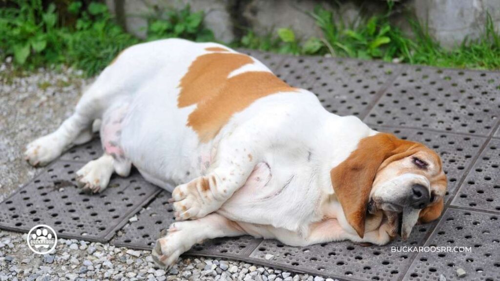 Why You Should Consider a Feeding Schedule For Your Dog 4 Feeding Schedule For Your Dog
