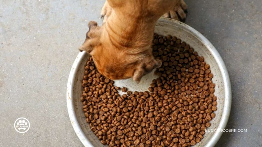 Why You Should Consider a Feeding Schedule For Your Dog 6 Feeding Schedule For Your Dog