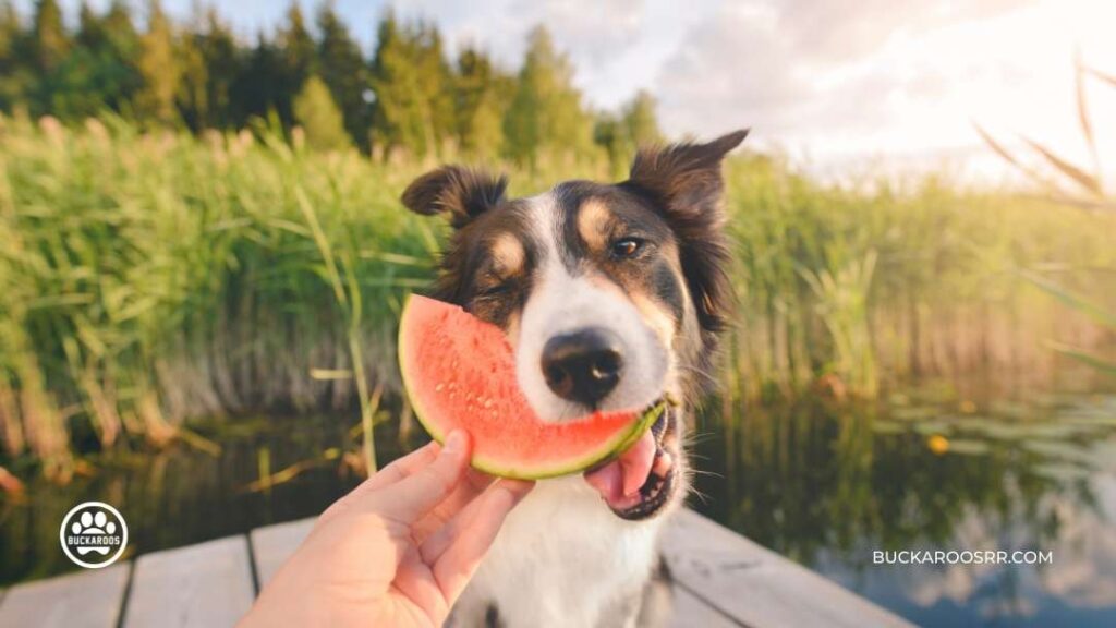 Why You Should Consider a Feeding Schedule For Your Dog 7 Feeding Schedule For Your Dog
