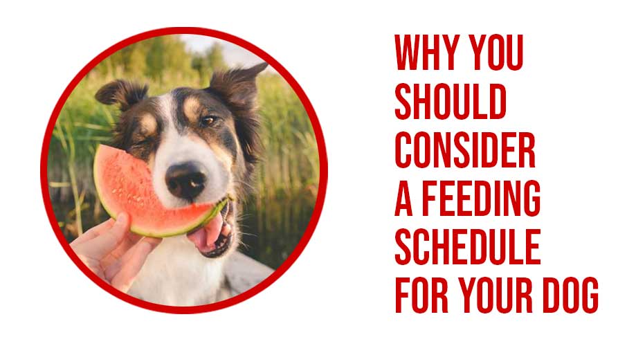 Feeding Schedule For Your Dog