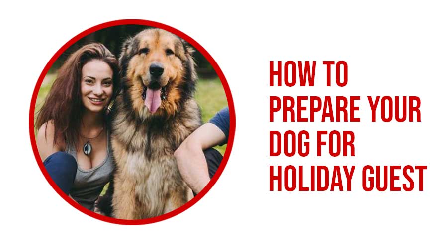 Prepare Your Dog For Holiday Guest 