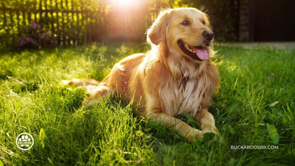 5 Best Therapy Dog Breeds For You Buckaroos 360