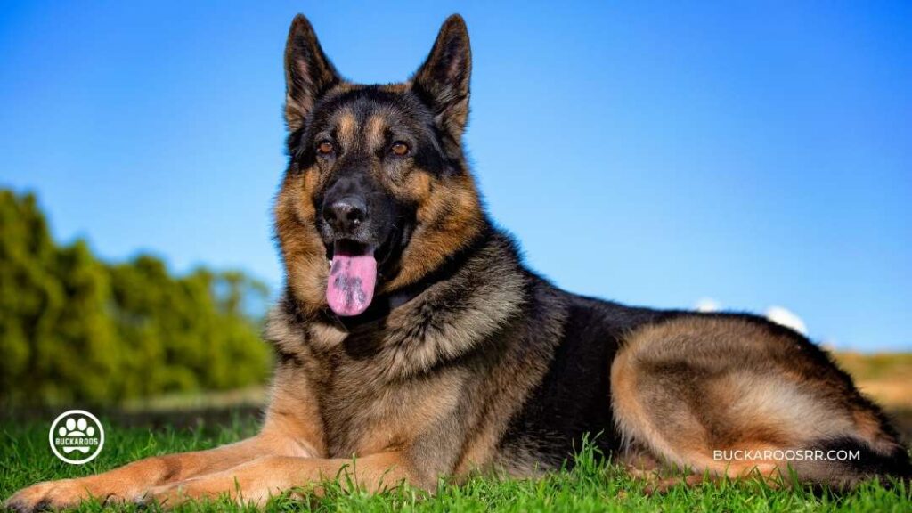 5 Best Therapy Dog Breeds For You!! 3 Therapy Dog