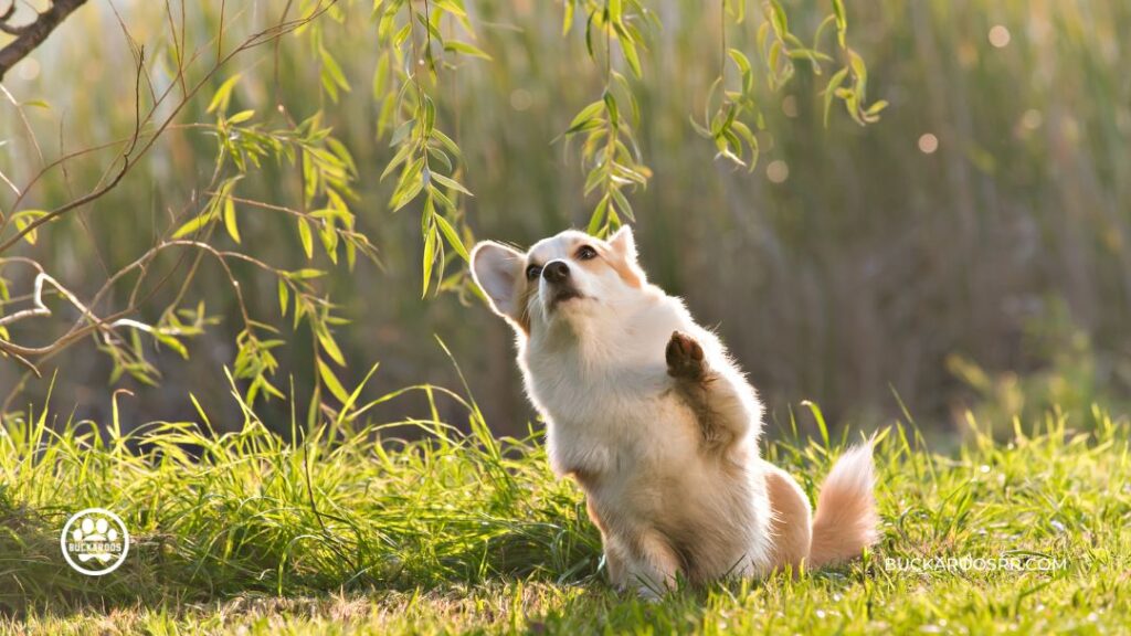 5 Amazing Tricks For Treat Your Dog Will Love 3 Tricks For Treat