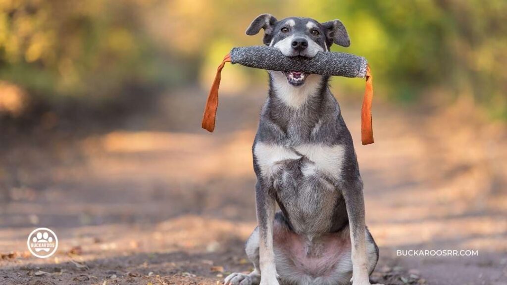 Why Positive Reinforcement Will Work For Your Dog!! 1 Why Positive Reinforcement Will Work For Your Dog