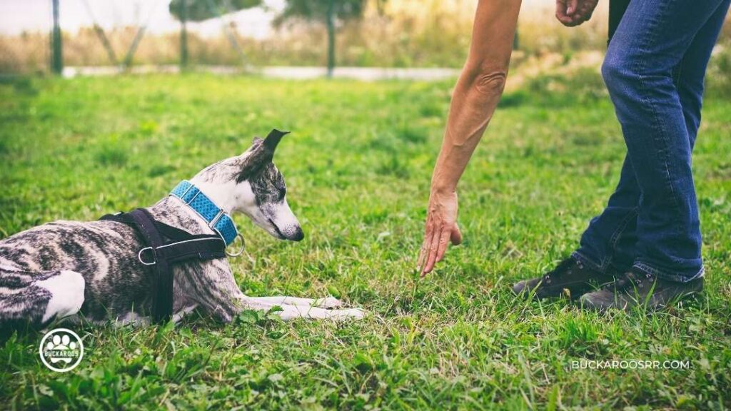 Why Positive Reinforcement Will Work For Your Dog!! 5 Dog-Positive Reinforcement Training