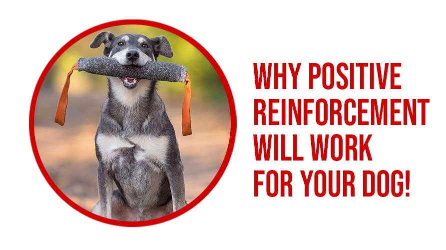 Why-Positive-Reinforcement-Will-Work-For-Your-Dog-9