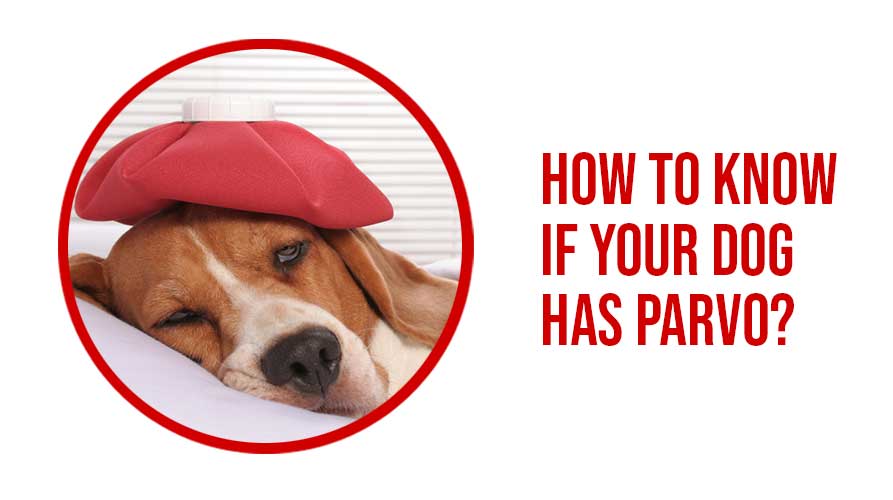 How To Know If Your Dog Has Parvo?
