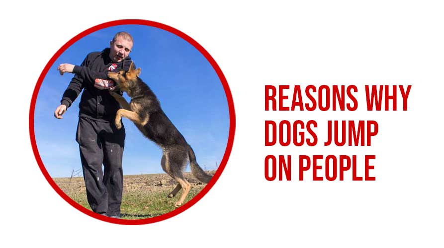 DOGS-JUMP-ON-PEOPLE-1