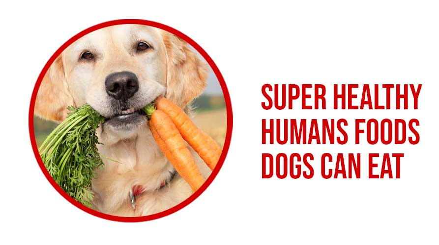 Three Super Healthy Humans Foods Dogs Can Eat 
