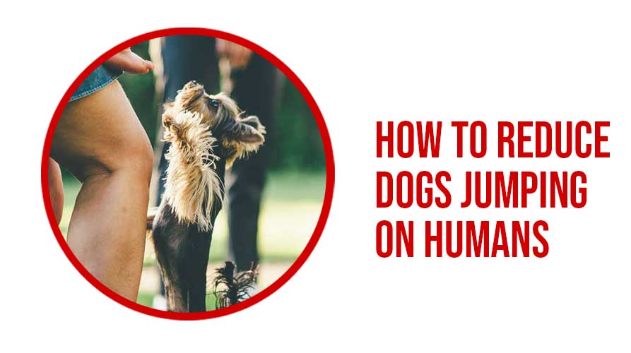 How To Reduce Dogs Jumping On Humans