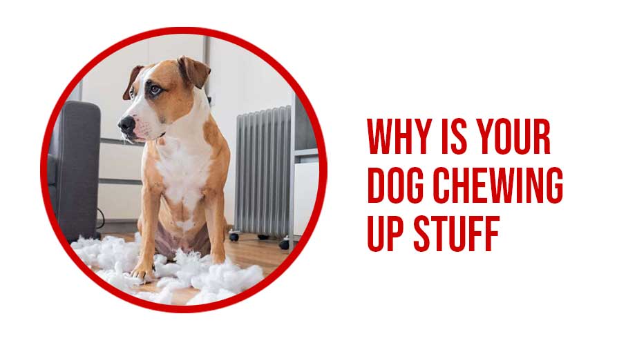 Why Is Your Dog Chewing Up Stuff