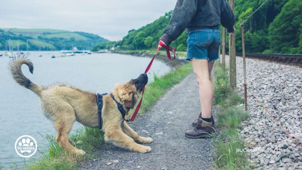 The Essential Dog Care Guide For Dog Lovers 2 The Essential Dog Care Guide For Dog Lovers https://buckaroosrr.com/2023/01/19/the-essential-dog-care-guide/