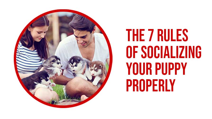 The 7 Rules Of Socializing Your Puppy Properly