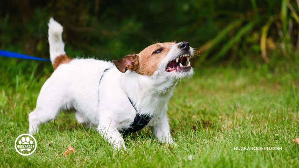 Dog Barking Behavior : Types and how to control it? 9 dog barking behavior