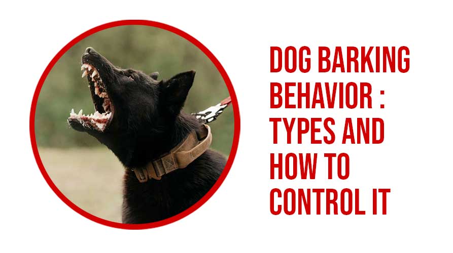 dog barking behavior
