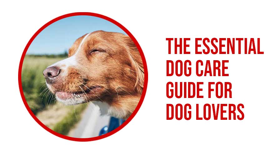Dog-Care-Guide