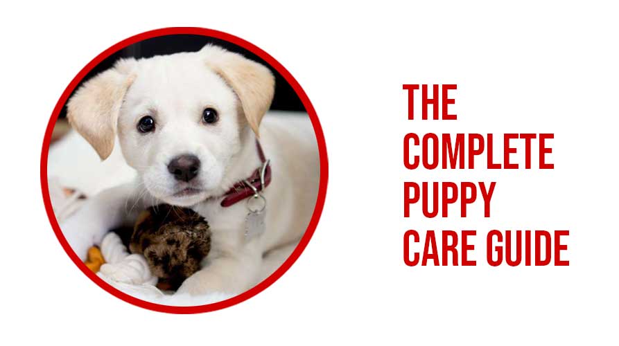 The Complete Puppy Care Guide