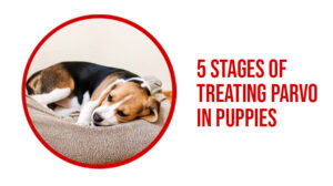 Treating Parvo in Puppies