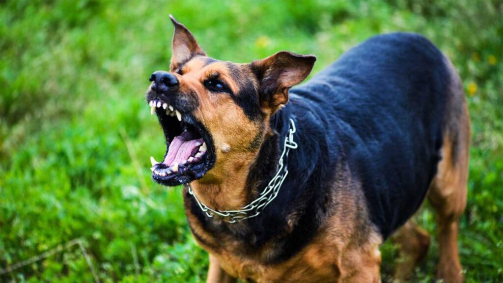 Aggressive dog training https://buckaroosrr.com/aggressive-dog-training/
