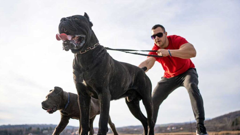 Training for Aggressive Dogs in Oklahoma