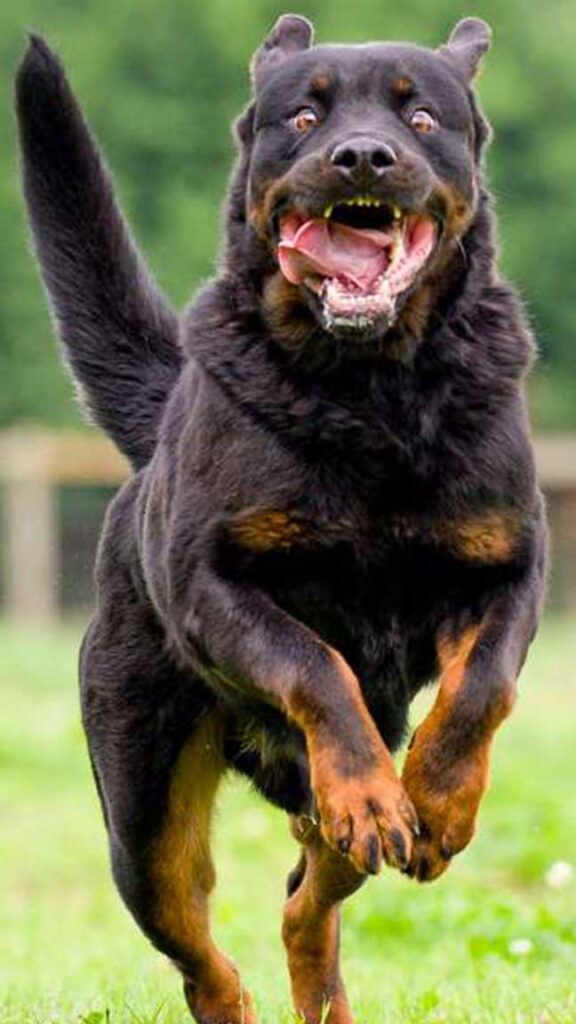 Training for Aggressive Dogs