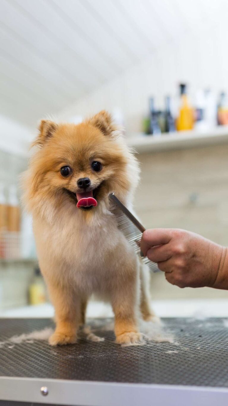 Dog Grooming in Oklahoma​