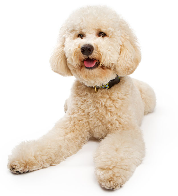 Golden color Labradoodle Dog