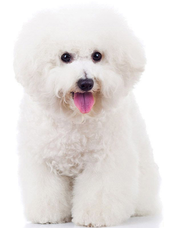 Bichon ​Breed Trim