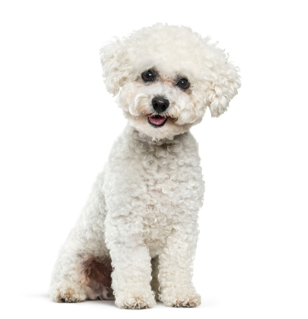 Bichon Kennel Cut