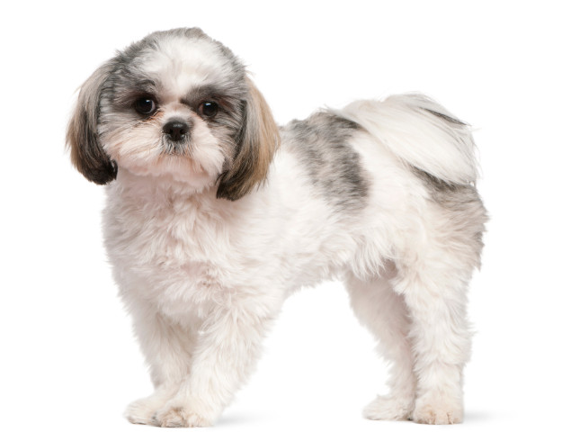 Shih tzu kennel cut