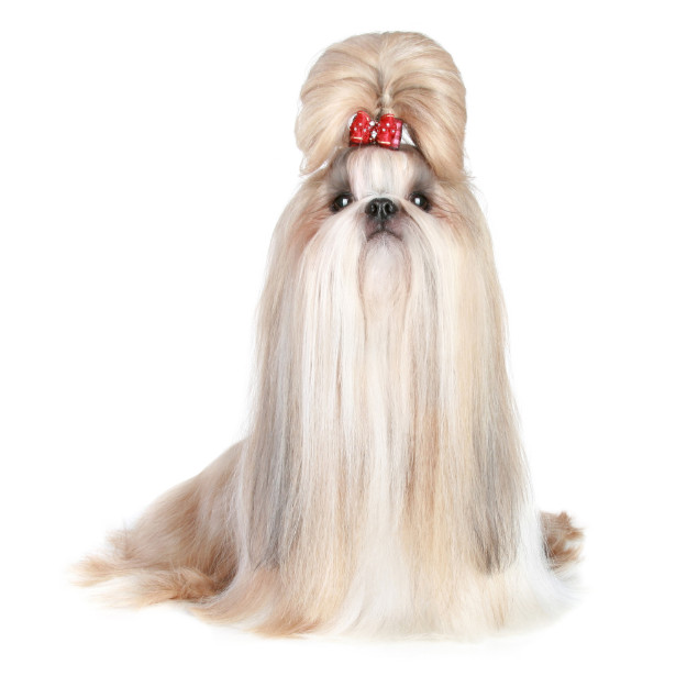 Shih tzu show trim